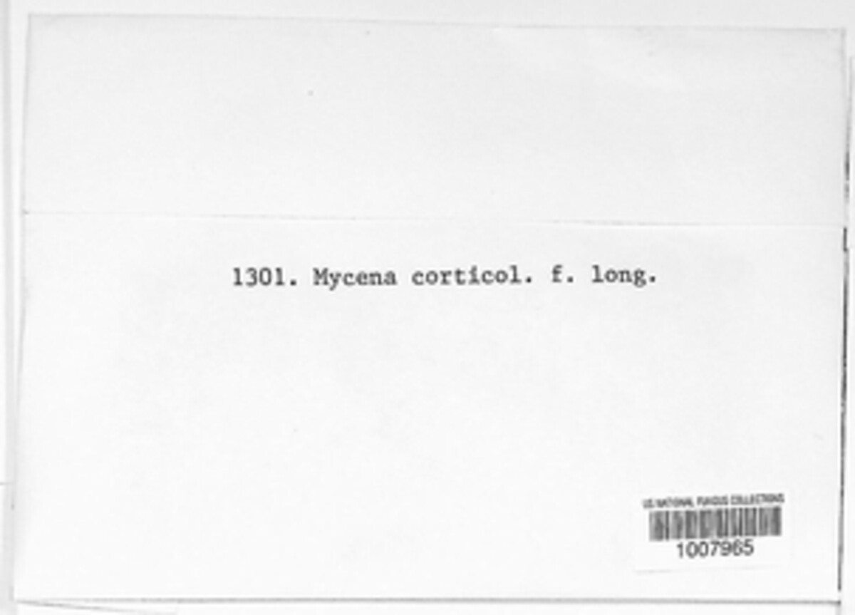 Mycena corticola image